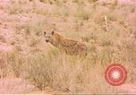 Image of spotted hyena Sub Saharan Africa, 1958, second 32 stock footage video 65675058740