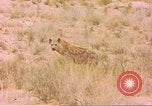Image of spotted hyena Sub Saharan Africa, 1958, second 33 stock footage video 65675058740