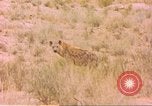 Image of spotted hyena Sub Saharan Africa, 1958, second 34 stock footage video 65675058740