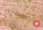 Image of spotted hyena Sub Saharan Africa, 1958, second 35 stock footage video 65675058740