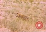 Image of spotted hyena Sub Saharan Africa, 1958, second 36 stock footage video 65675058740