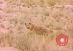 Image of spotted hyena Sub Saharan Africa, 1958, second 37 stock footage video 65675058740