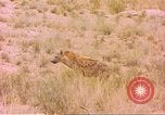 Image of spotted hyena Sub Saharan Africa, 1958, second 38 stock footage video 65675058740