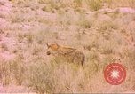 Image of spotted hyena Sub Saharan Africa, 1958, second 39 stock footage video 65675058740