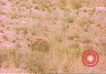 Image of spotted hyena Sub Saharan Africa, 1958, second 40 stock footage video 65675058740
