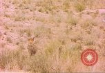 Image of spotted hyena Sub Saharan Africa, 1958, second 41 stock footage video 65675058740