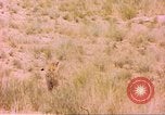 Image of spotted hyena Sub Saharan Africa, 1958, second 42 stock footage video 65675058740