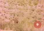 Image of spotted hyena Sub Saharan Africa, 1958, second 43 stock footage video 65675058740
