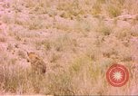 Image of spotted hyena Sub Saharan Africa, 1958, second 44 stock footage video 65675058740