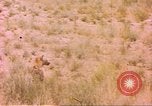 Image of spotted hyena Sub Saharan Africa, 1958, second 45 stock footage video 65675058740