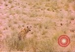 Image of spotted hyena Sub Saharan Africa, 1958, second 46 stock footage video 65675058740