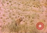 Image of spotted hyena Sub Saharan Africa, 1958, second 47 stock footage video 65675058740