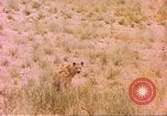 Image of spotted hyena Sub Saharan Africa, 1958, second 48 stock footage video 65675058740