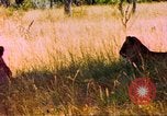 Image of spotted hyena Sub Saharan Africa, 1958, second 49 stock footage video 65675058740