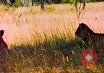 Image of spotted hyena Sub Saharan Africa, 1958, second 50 stock footage video 65675058740