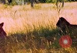 Image of spotted hyena Sub Saharan Africa, 1958, second 51 stock footage video 65675058740