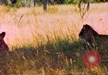 Image of spotted hyena Sub Saharan Africa, 1958, second 52 stock footage video 65675058740