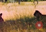 Image of spotted hyena Sub Saharan Africa, 1958, second 59 stock footage video 65675058740