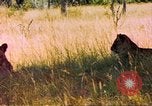 Image of spotted hyena Sub Saharan Africa, 1958, second 60 stock footage video 65675058740