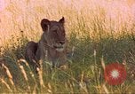 Image of spotted hyena Sub Saharan Africa, 1958, second 61 stock footage video 65675058740