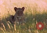 Image of spotted hyena Sub Saharan Africa, 1958, second 62 stock footage video 65675058740
