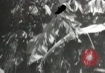 Image of Japanese troops Corregidor Island Philippines, 1942, second 25 stock footage video 65675058741