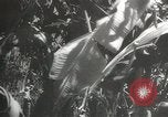 Image of Japanese troops Corregidor Island Philippines, 1942, second 26 stock footage video 65675058741