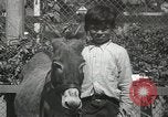 Standbild Haustiere Berkeley California USA, 1936, aus Sekunde 46 historischem Filmmaterial Videoclip 65675058806