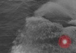 Image of Hell Fish Florida United States USA, 1945, second 40 stock footage video 65675058856