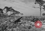 Immagine di Stati Uniti truppe Florida United States USA, 1943, secondo 7 filmato di repertorio 65675058874