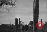 Image of cactus plant Arizona United States USA, 1931, second 15 stock footage video 65675058949