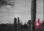 Image of cactus plant Arizona United States USA, 1931, second 16 stock footage video 65675058949