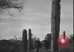 Image of cactus plant Arizona United States USA, 1931, second 17 stock footage video 65675058949