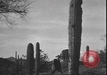 Image of cactus plant Arizona United States USA, 1931, second 18 stock footage video 65675058949