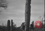 Image of cactus plant Arizona United States USA, 1931, second 19 stock footage video 65675058949