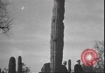 Image of cactus plant Arizona United States USA, 1931, second 20 stock footage video 65675058949