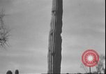 Image of cactus plant Arizona United States USA, 1931, second 21 stock footage video 65675058949