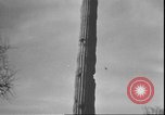 Image of cactus plant Arizona United States USA, 1931, second 22 stock footage video 65675058949