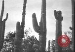Image of cactus plant Arizona United States USA, 1931, second 27 stock footage video 65675058949