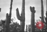 Image of cactus plant Arizona United States USA, 1931, second 28 stock footage video 65675058949
