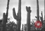 Image of cactus plant Arizona United States USA, 1931, second 29 stock footage video 65675058949