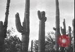 Image of cactus plant Arizona United States USA, 1931, second 30 stock footage video 65675058949