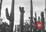 Image of cactus plant Arizona United States USA, 1931, second 31 stock footage video 65675058949
