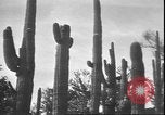 Image of cactus plant Arizona United States USA, 1931, second 32 stock footage video 65675058949