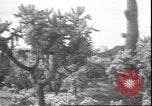 Image of cactus plant Arizona United States USA, 1931, second 33 stock footage video 65675058949