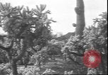 Image of cactus plant Arizona United States USA, 1931, second 34 stock footage video 65675058949