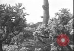 Image of cactus plant Arizona United States USA, 1931, second 35 stock footage video 65675058949