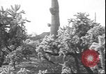 Image of cactus plant Arizona United States USA, 1931, second 36 stock footage video 65675058949