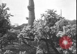 Image of cactus plant Arizona United States USA, 1931, second 37 stock footage video 65675058949