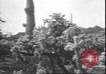 Image of cactus plant Arizona United States USA, 1931, second 38 stock footage video 65675058949